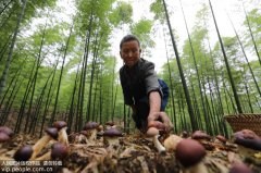 澳门永利赌场_澳门永利网址_澳门永利网站_
贵州赤水：林下套种菌 节地促增收