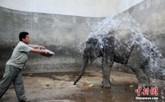 澳门永利赌场_澳门永利网址_澳门永利网站_
济南遭遇高温 大象冲“冷水浴”解